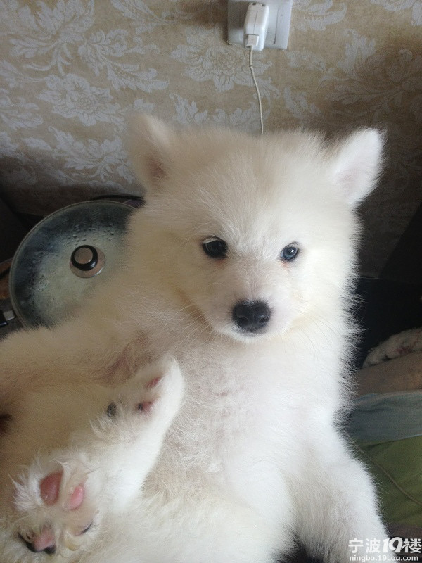 狗是人类最好 最忠诚的朋友 !-宁波消息-宁波19