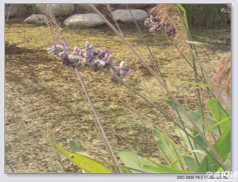 杭州湾新区看芦苇-我听说的-宁波消息-宁波19