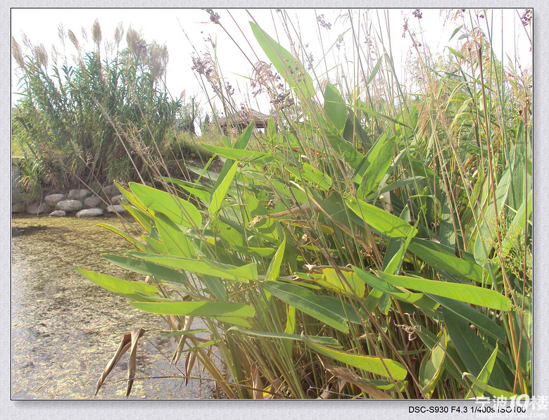 杭州湾新区看芦苇-我听说的-宁波消息-宁波19