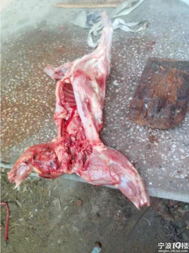 可恨的人哪,放狗咬猫,咬出变态嗜好!-热点爆料-宁波消息-宁波19楼