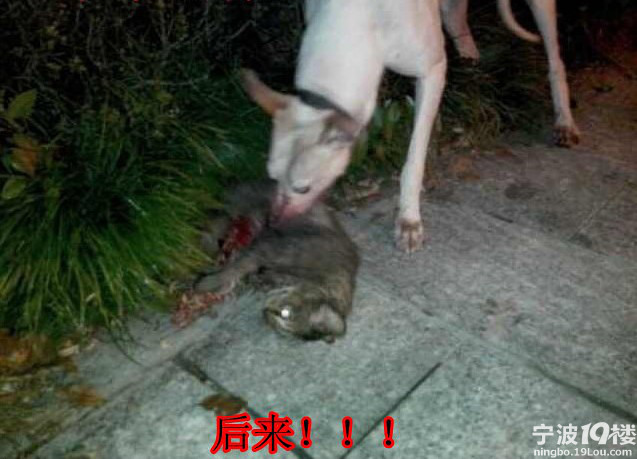 可恨的人哪,放狗咬猫,咬出变态嗜好!-热点爆料-宁波消息-宁波19楼
