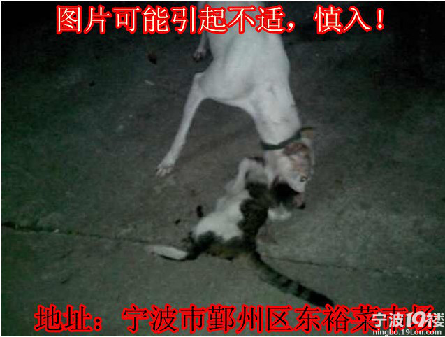 可恨的人哪,放狗咬猫,咬出变态嗜好!-热点爆料