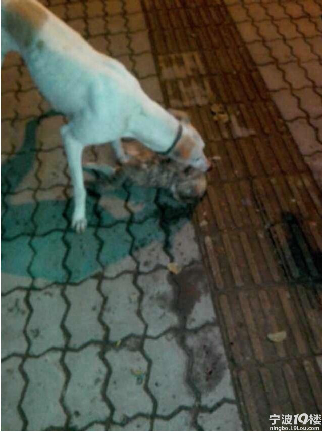 可恨的人哪,放狗咬猫,咬出变态嗜好!-热点爆料