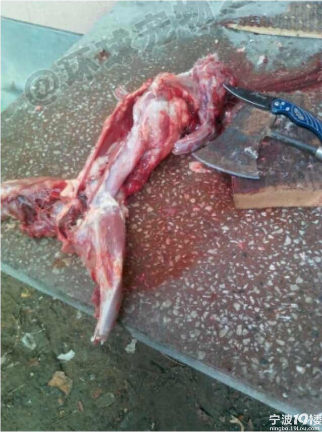 可恨的人哪,放狗咬猫,咬出变态嗜好!-热点爆料