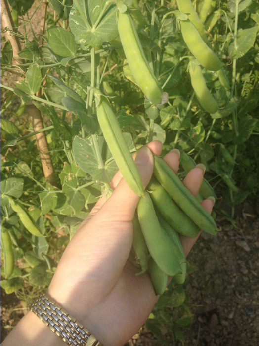 劳动节亲自下地~看我的收获-自拍-摄影部落-宁