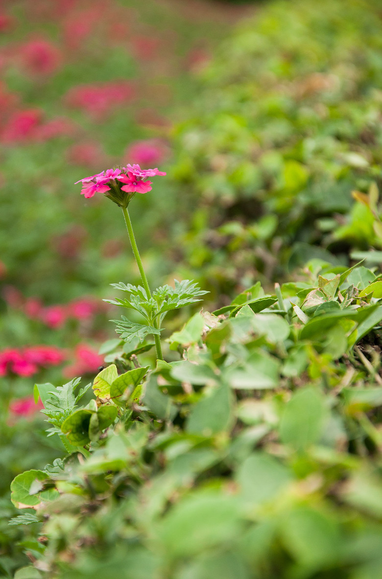 秋天的花 娇艳似火-好摄-摄影部落-宁波19楼