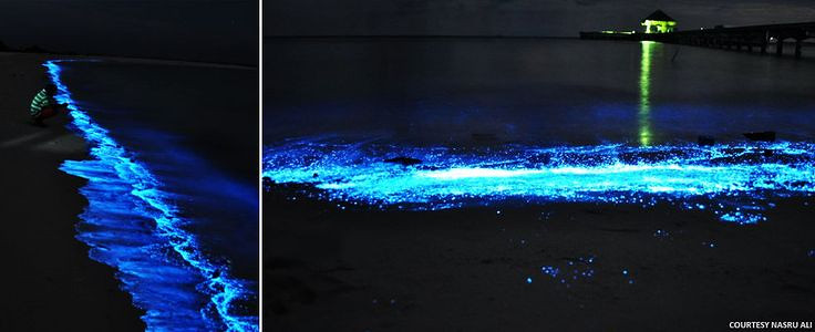 Vaadhoo岛边的蓝沙,地球的蓝色眼泪。