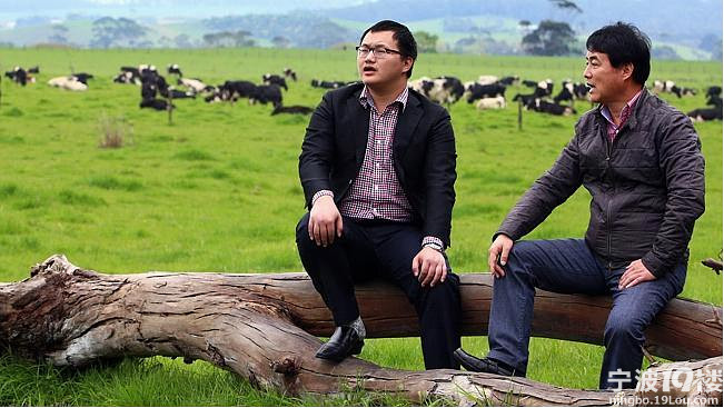 中企收购澳大利亚奶牛场 计划用中国工人-热点
