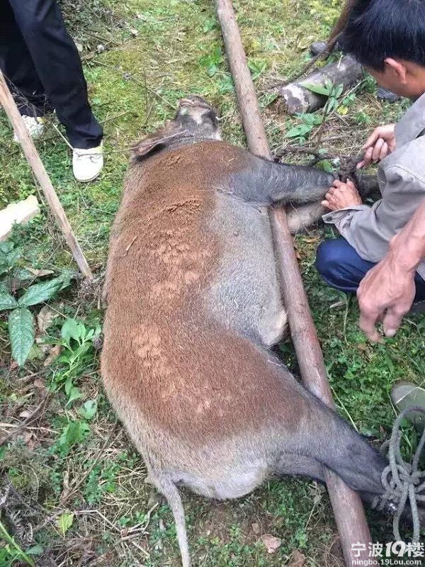 抓到一直大野猪。怎么烧!-吃货随手拍-宁波美食