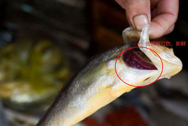 宁波人爱吃的大黄鱼在这片海域大量死亡当地发出通知