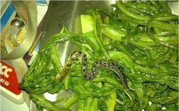 吃饭吃到虫子怕什么,劳资吃到的是蛇