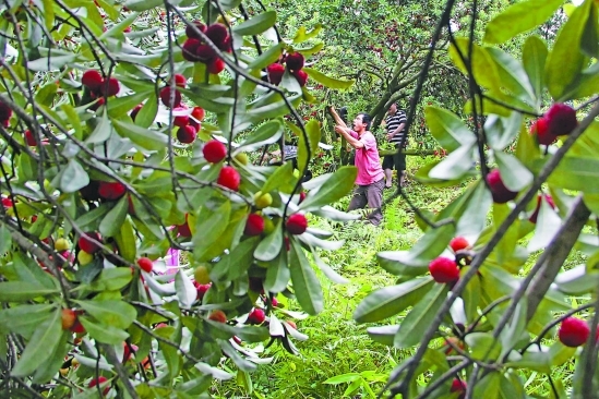 慈溪余姚摘梅火爆 周末酒店一房难求房价大涨