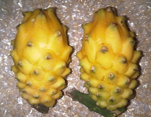 各类野果--少见水果-你们吃过哪几种?-其他-衢