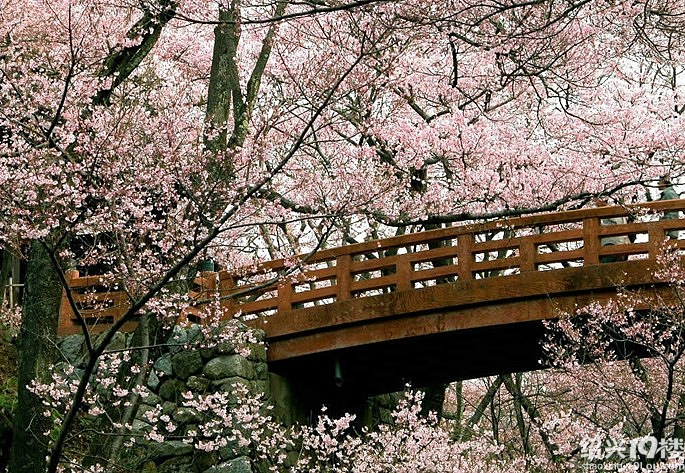 绍兴国际樱花节在哪里开绍兴樱花节什么时候开