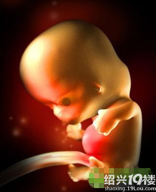 [转]超齐全的胎儿每周发育3D图-孩子爸妈聊天