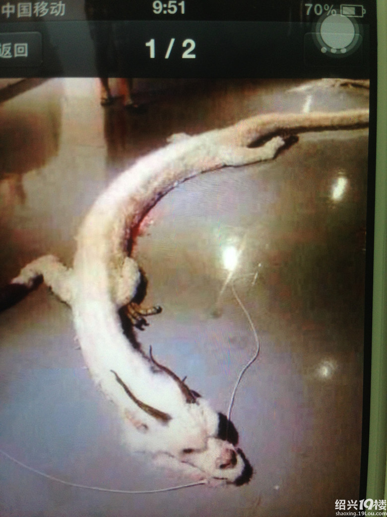 发现一条白色的龙,可惜被人打死了-爆料-绍兴