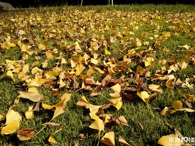 环城<em>河</em>的银杏 2013.11.29 by GEOC西葫芦-我看