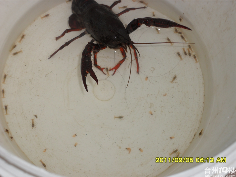 我家大龙虾生宝宝了-孩爸妈聊天室-台州19楼