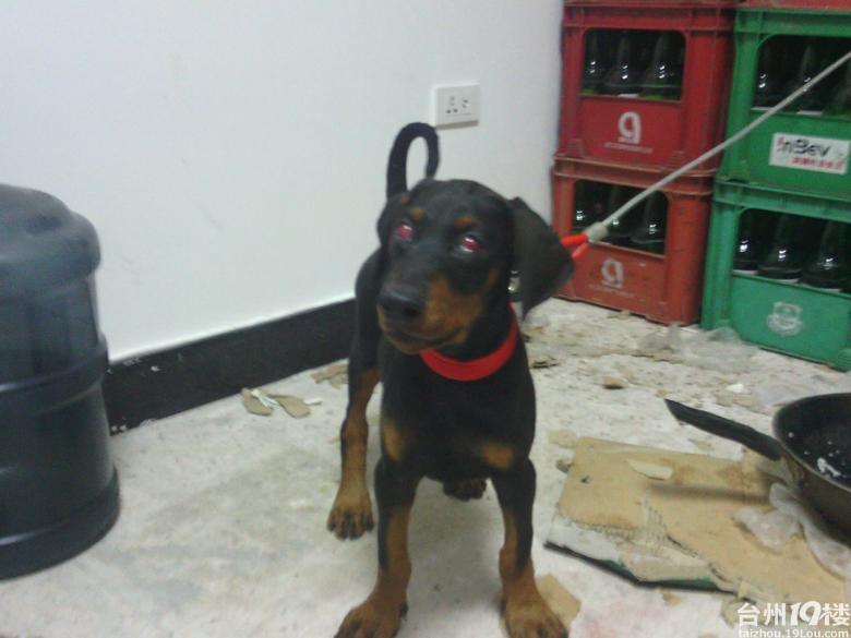 独一无二的红色 写轮眼 贵族犬已逝, 求哀悼! 身