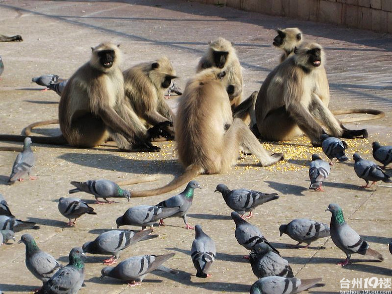 印度、尼泊尔自由行之旅(PP已上传完)-游记攻