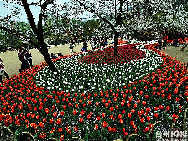 4月2日-3日绍兴樱花节 杭州太子湾郁金香 两日