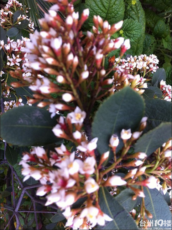 异花接木;[猜一猜下列花木名称]