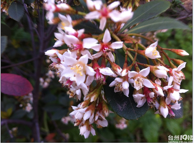 异花接木;[猜一猜下列花木名称]