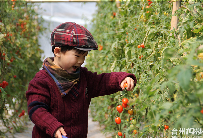 0607队首场活动:4月15号摘小蕃茄!改时间了.注意一下哦(报名已满)-发起活动-孩爸妈聊天室-台州19楼