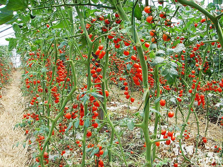 0607队首场活动:4月15号摘小蕃茄!改时间了.注意一下哦(报名已满)-发起活动-孩爸妈聊天室-台州19楼