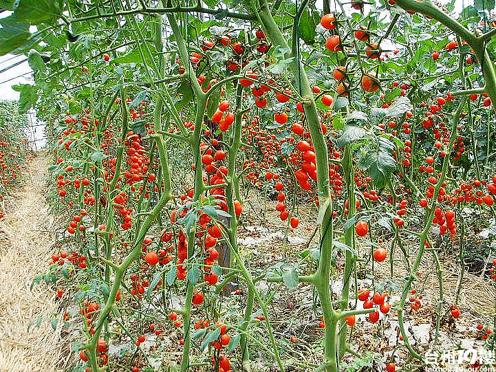 0607队首场活动:4月15号摘小蕃茄!改时间了.注意一下哦(报名已满)-发起活动-孩爸妈聊天室-台州19楼