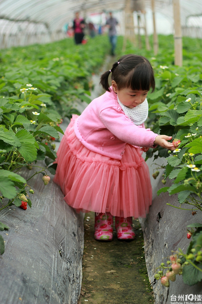 交作业--摘草莓&小蕃茄归来(茹茹篇)-发起活动-孩爸妈聊天室-台州19楼
