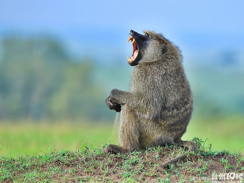 难忘的浩荡场面 ★ 雄伟的非洲之最肯尼亚动物