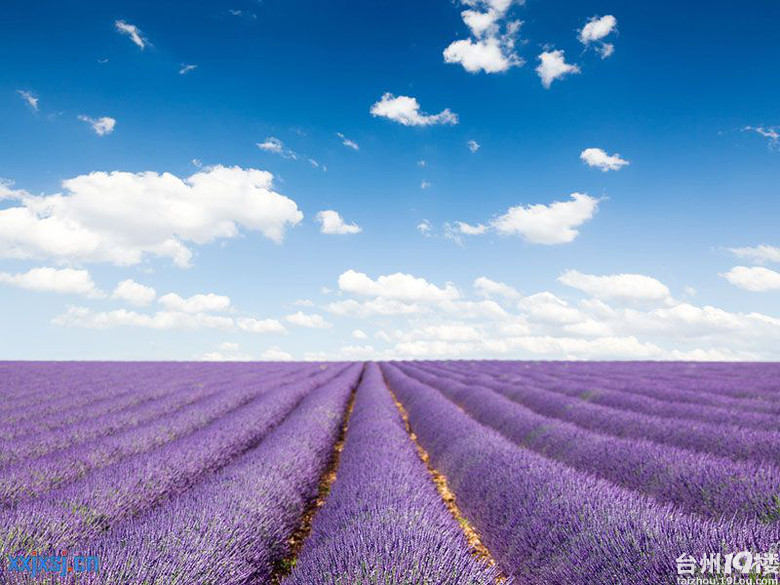 【行者中国】六月新疆 伊犁熏衣草 天山大草原