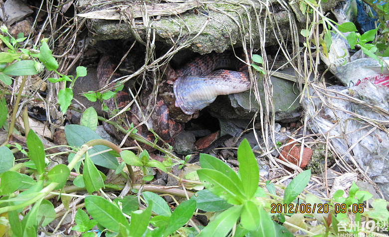 早上照的蛇吃癞蛤蟆全过程-讲白搭-台州19楼