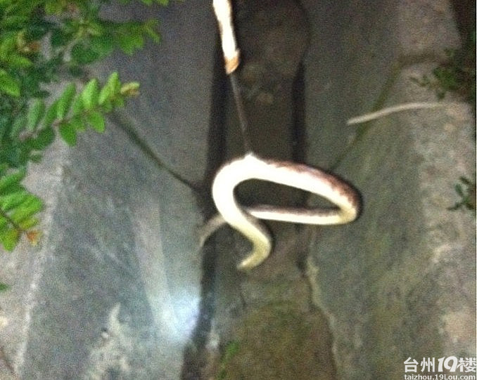 捉蛇高手 隆重出场害怕的不要进-现场直播-讲白