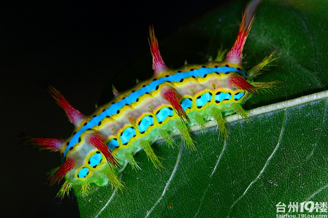 请大家帮个忙,被毛虫刺了怎么办?(图)-我要说的-讲白搭-台州19楼