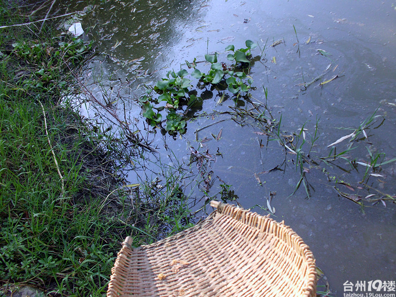 野采--收获一条斗鱼(图)-我要说的-讲白搭-台州