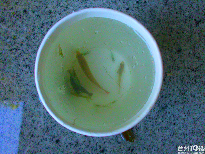 野采--收获一条斗鱼(图)-我要说的-讲白搭-台州