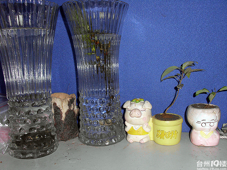 野采--收获一条斗鱼(图)-我要说的-讲白搭-台州