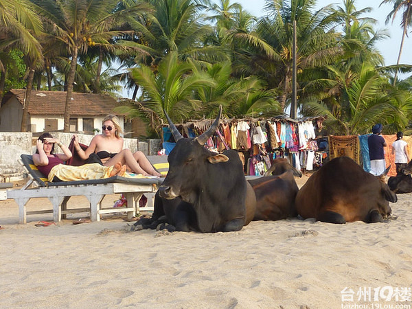 印度GOA 果阿游-台州旅游-台州19楼