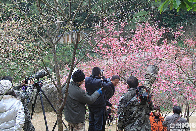 福州森林公园樱花灿烂 吸引了大批摄影发烧友