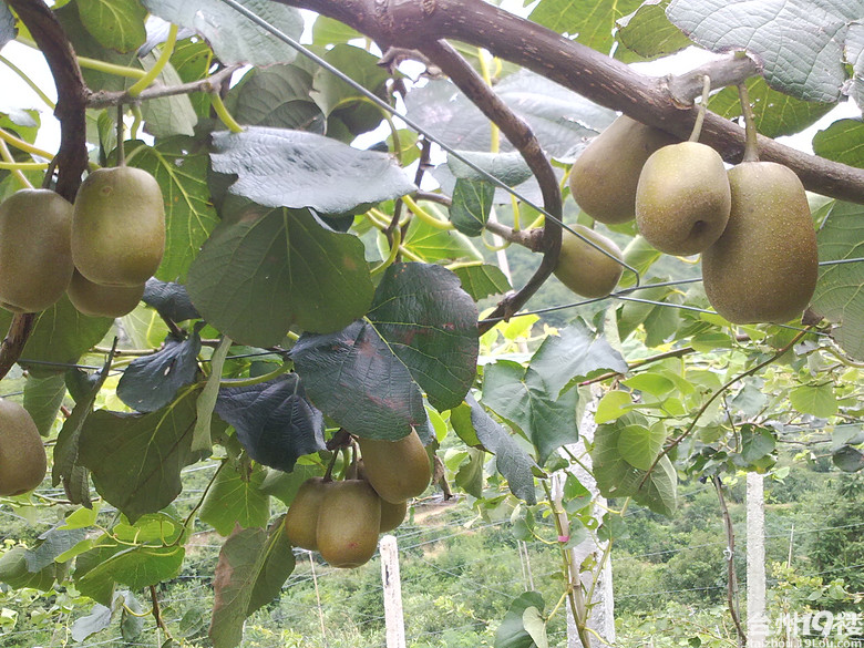 红心猕猴桃,浙江哪里有种苗销售?急用,速度!-我