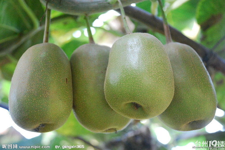 红心猕猴桃,浙江哪里有种苗销售?急用,速度!-我