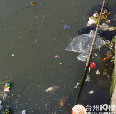 路桥南官河 河水发臭-讲白搭-台州19楼