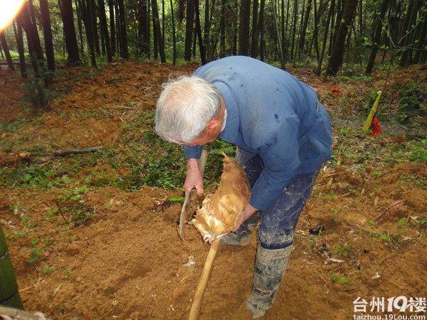 挖笋记-游记攻略-台州旅游-台州19楼
