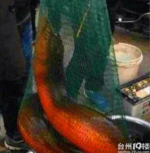 长兴县出现这么大的黄鳝,36斤 不知是真是假-讲
