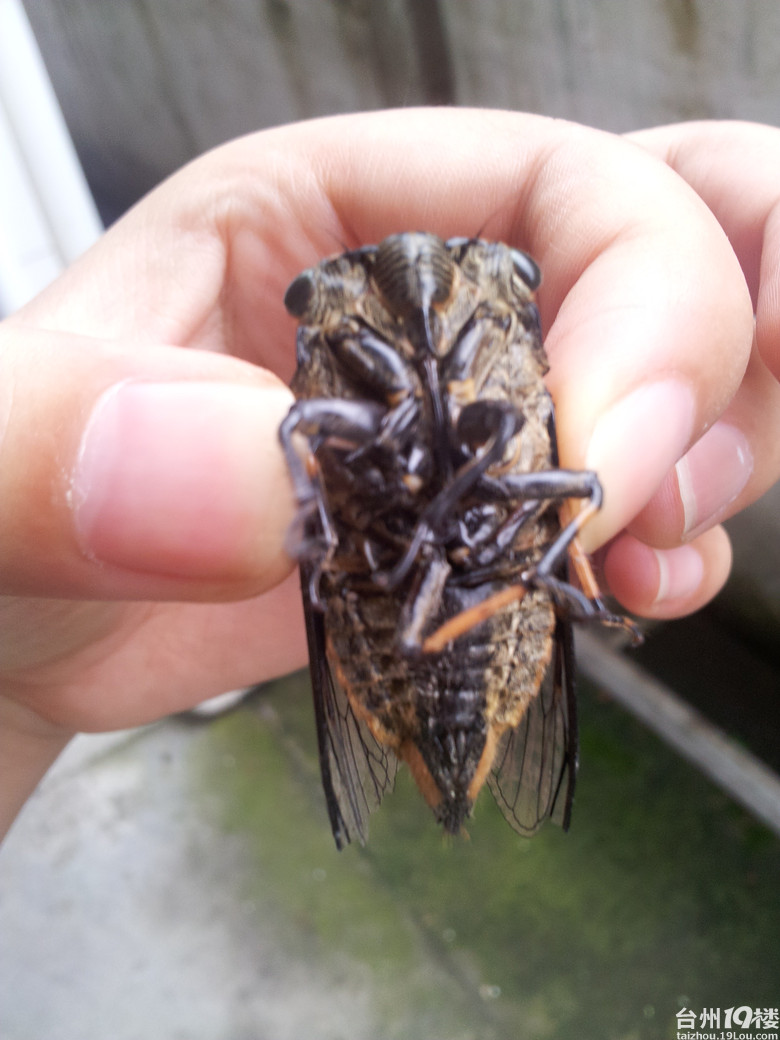 夏天到,知了叫。炎热的夏天到来了,小时候的知了,还记得???-我看见的-讲白搭-台州19楼