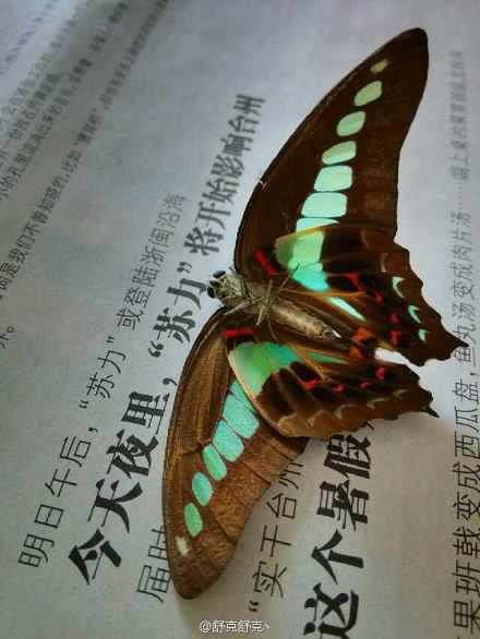 蝴蝶台风图片