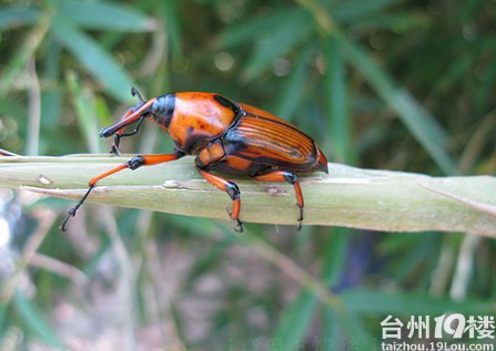 小时候吃的"钻竹蜂""竹央虫"