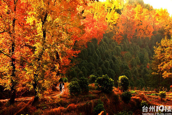 树树皆秋色,山山唯落辉--文成红枫古道摄影采